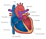 Hjertets anatomi.