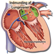 Indmunding af lungevener.