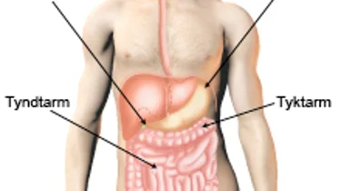 Billede af fordøjelsessystemet.