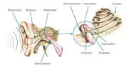 Ørets anatomi.
