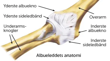 Albueleddets anatomi.