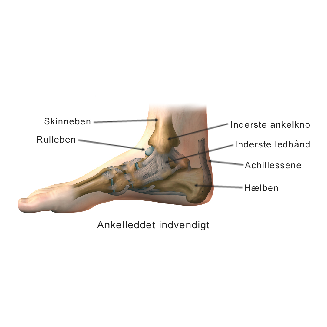Illustration af indvendig ankelled.