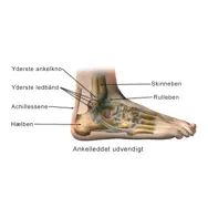 Illustration af udvendig ankelled.