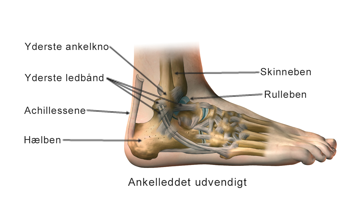 Illustration af udvendig ankelled.