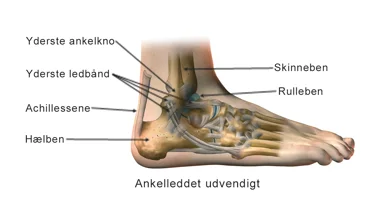 Illustration af udvendig ankelled.