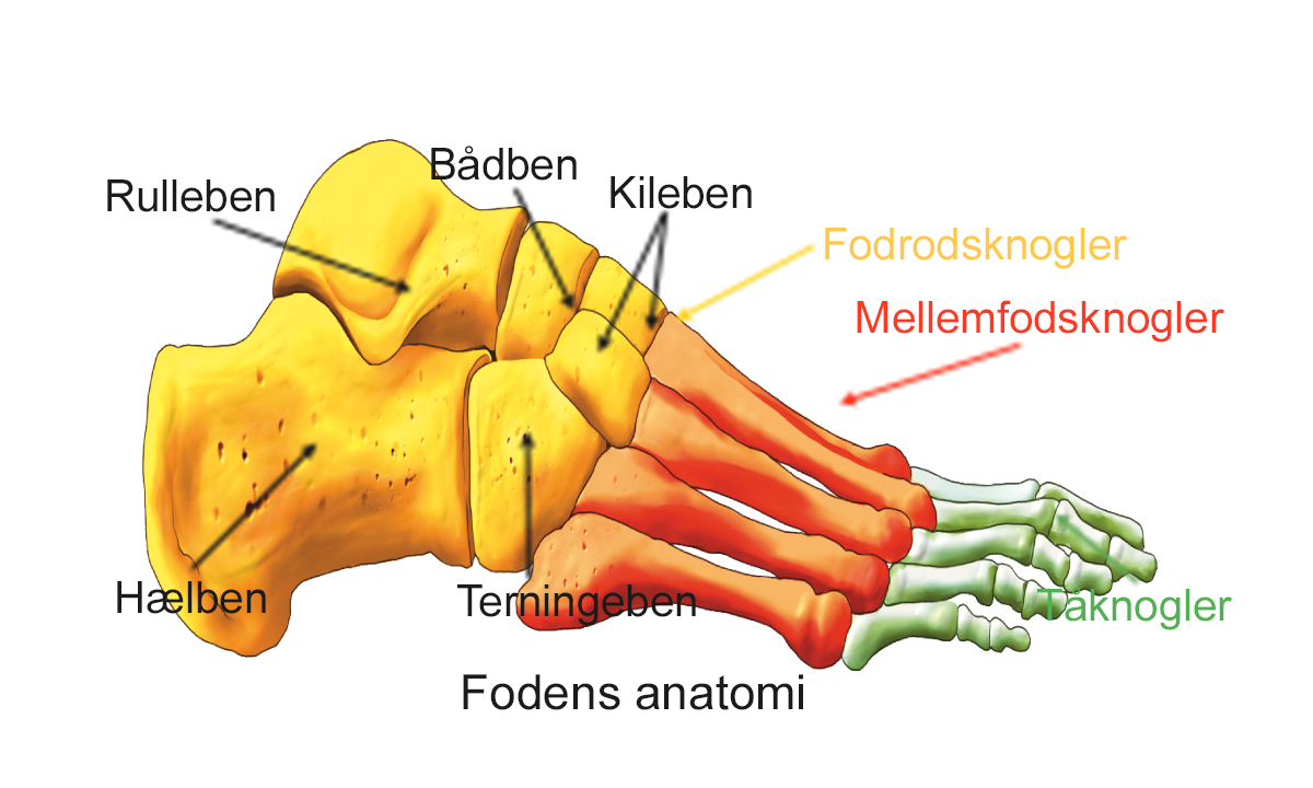 Illustration af fodens anatomi.
