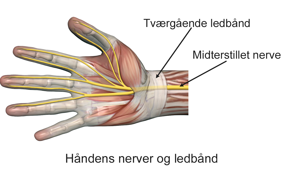 Illustration af håndens nerver og ledbånd.