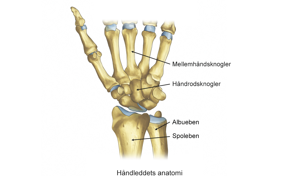 Illustration af håndleddets anatomi.