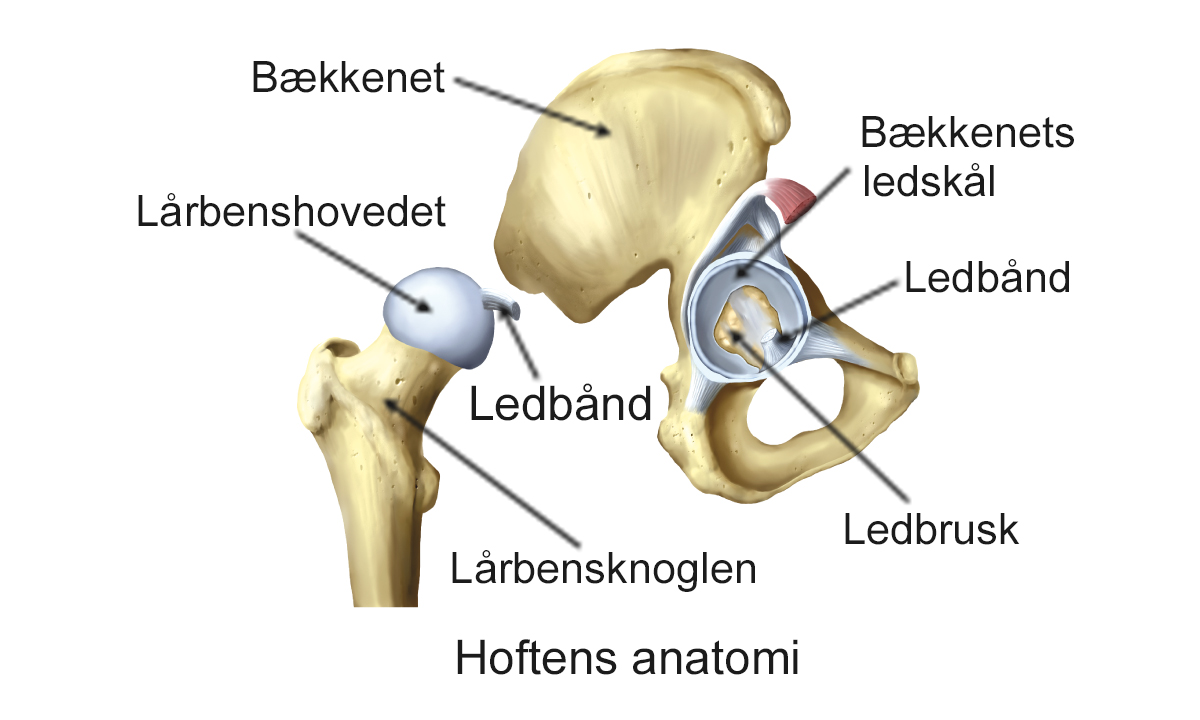 Illustration af hoftens anatomi.