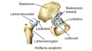 Illustration af hoftens anatomi.