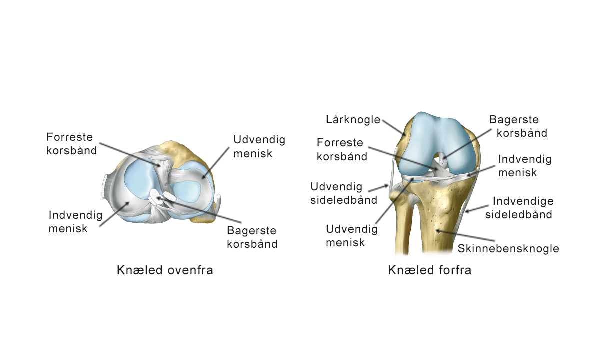 Illustration af knæled set forfra og ovenfra.