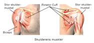 Illustration af skulderens muskler.