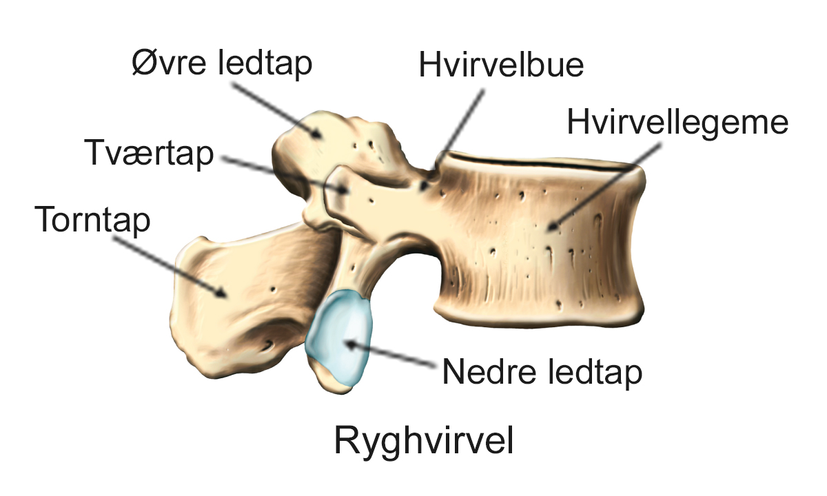 Illustration af normal ryghvirvel.